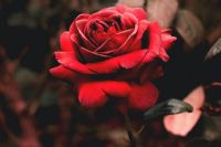Les fleurs et les soupers au restaurant : toujours aussi populaires à la Saint-Valentin